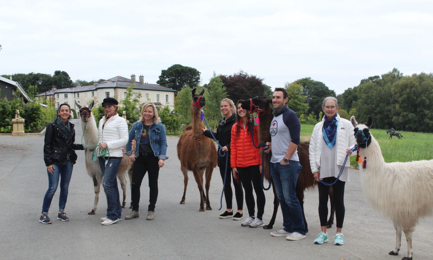 Llamas at Rockhill House