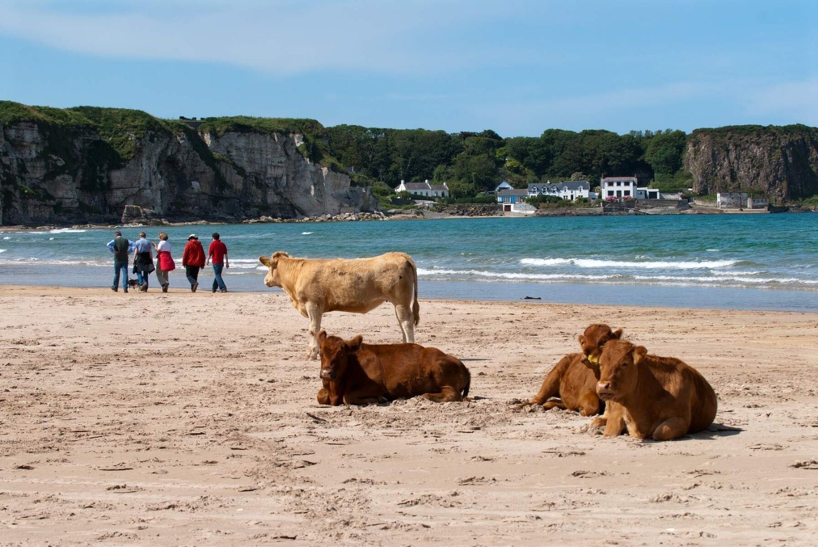Cows on beach on the causeway coastal route