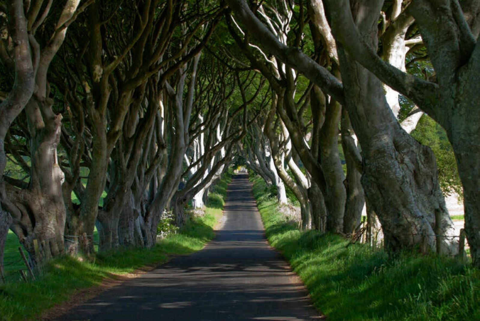 The Dark Hedges