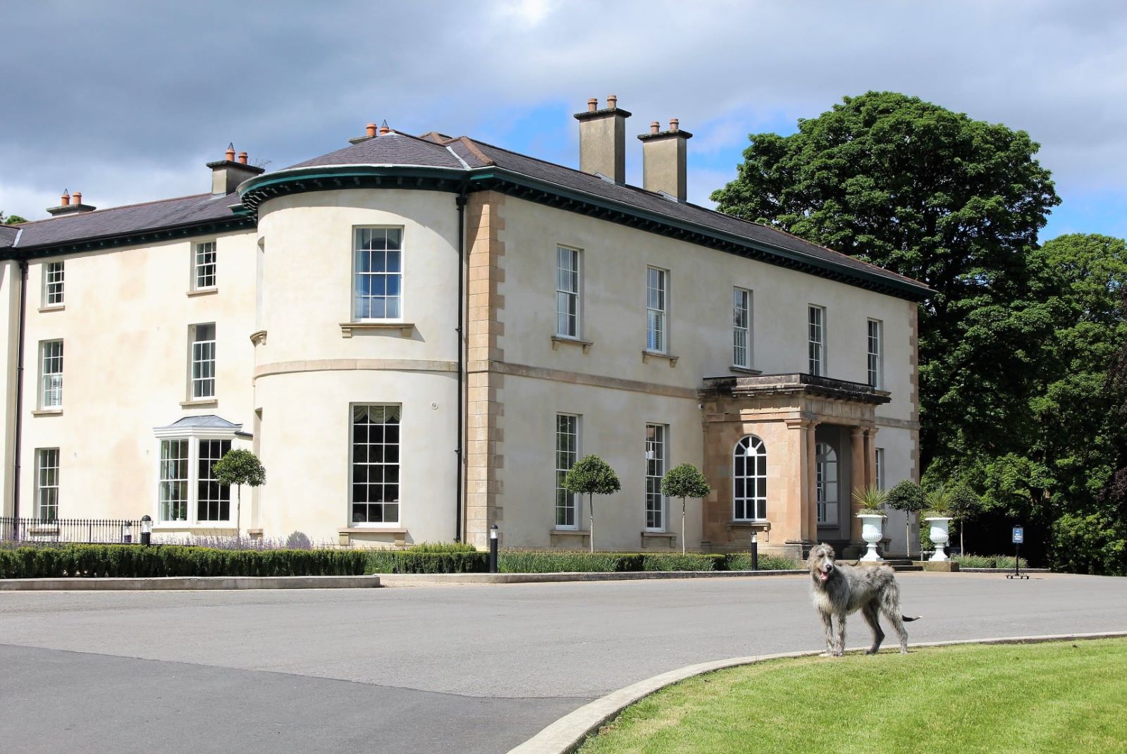 liath the wolfhound outside rockhill house estate country house donegal