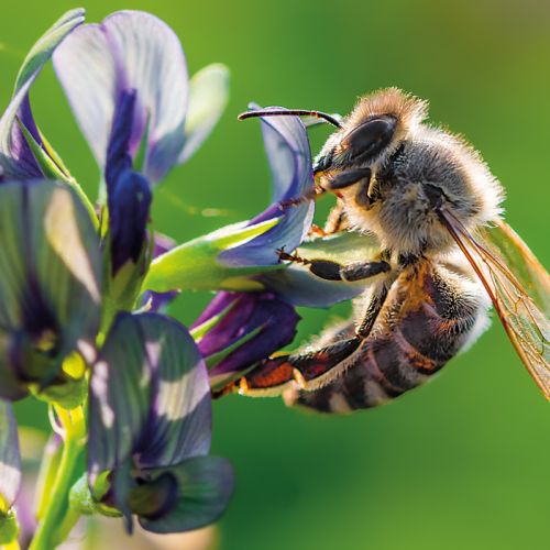 AdobeStock_226839617