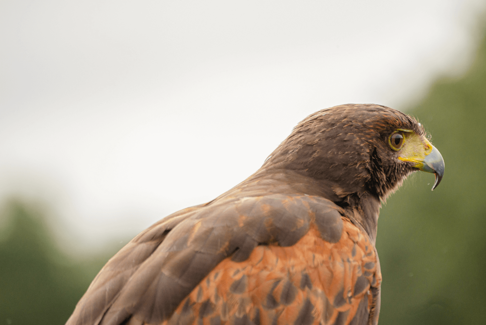 Hawk banner