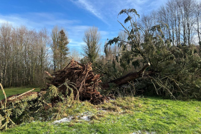 A century old tree felled by a storm at rockhill house estate hotel Letterkenny county donegal