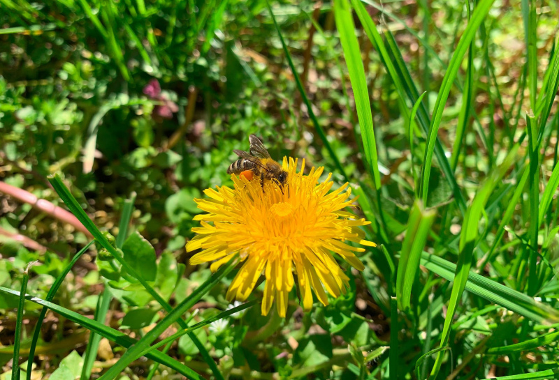 dandelion